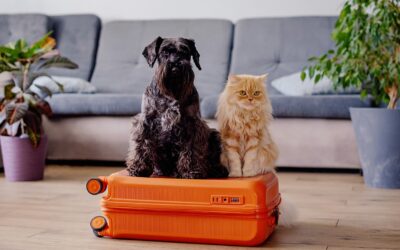 A Guide to Pet Safety When on Vacation