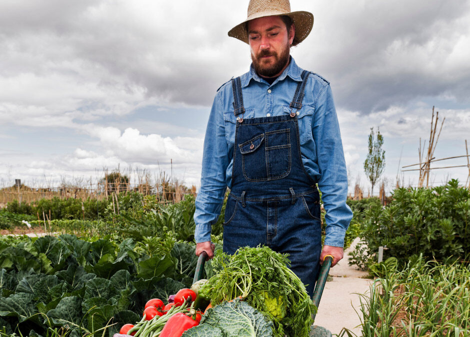 Jackie A - blog pictures - Farm & Harvest